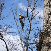 Taille de formation d'un jeune arbre fruitier à Ribérac.
